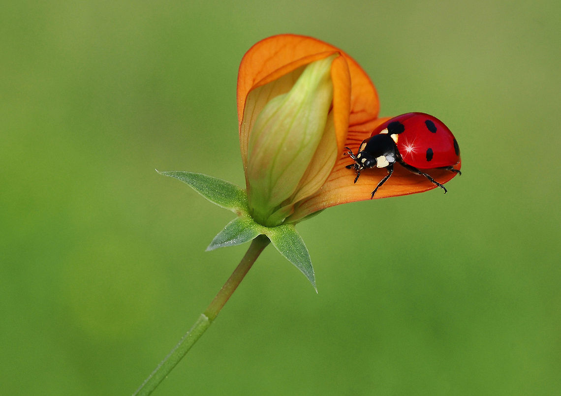 Ladybug  Coccinella septempunctata,Ladybird (7-spot)