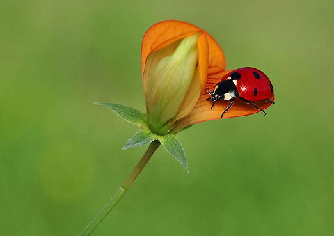 Ladybug  Coccinella septempunctata,Ladybird (7-spot)