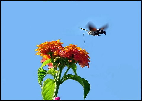 ATMACA GÜVESİ  Butterfly,Hummingbird Hawk-moth,Insects,Macroglossum stellatarum,closeup