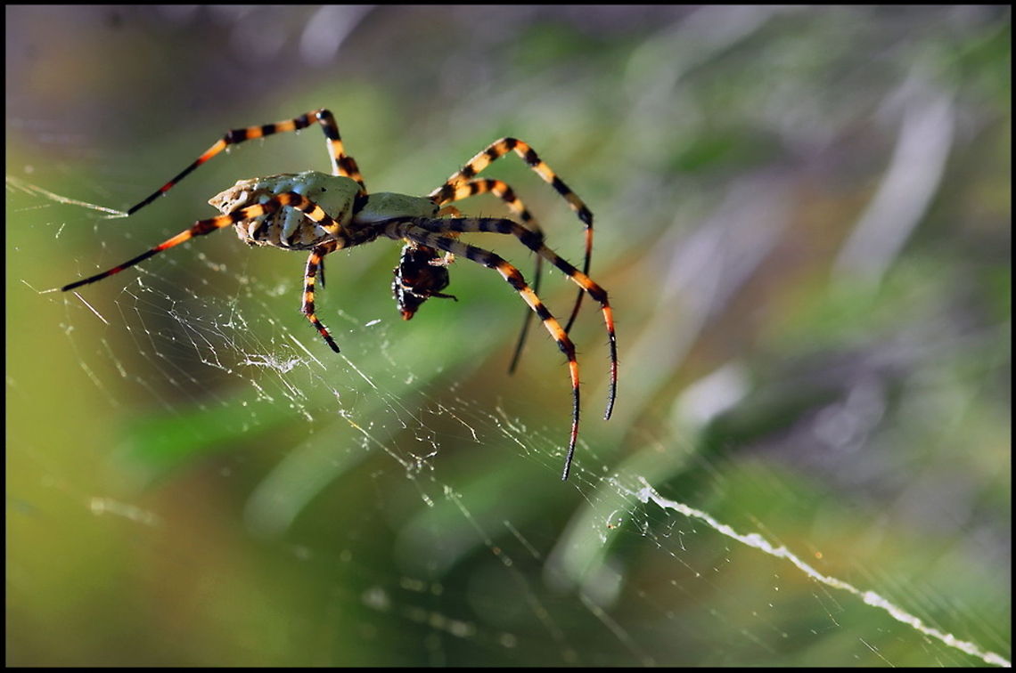 Huge Spider walks his web A large dark spider with a bee-like pattern on its legs inspects his carefully built web. Araneae,Argiope bruennichi,Spider,Wasp spider,closeup