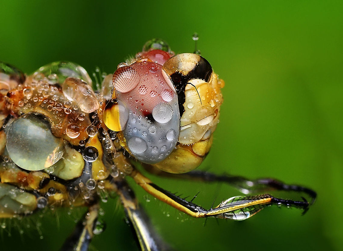 Dragonfly  Red-veined darter,Sympetrum fonscolombii