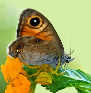 Butterfly sideview Large Wall Brown butterfly being eaten by a spider. Butterfly,Insects,Large Wall Brown,Lasiommata maera,Rhopalocera