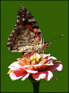 Butterfly Beautiful butterfly on a pink flower. Butterfly,Insects,Vanessa cardui