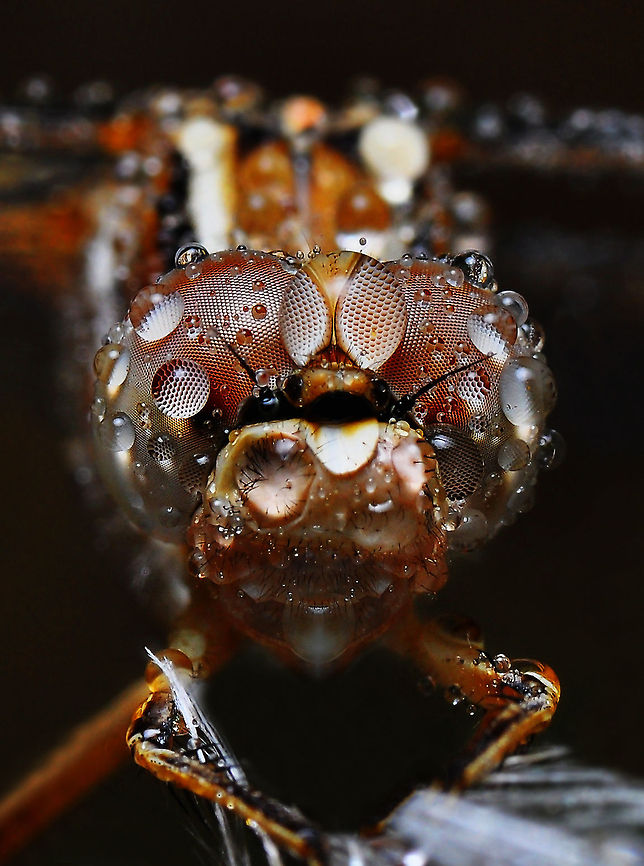 Dragonfly  Orthetrum taeniolatum
