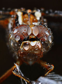 Dragonfly  Orthetrum taeniolatum