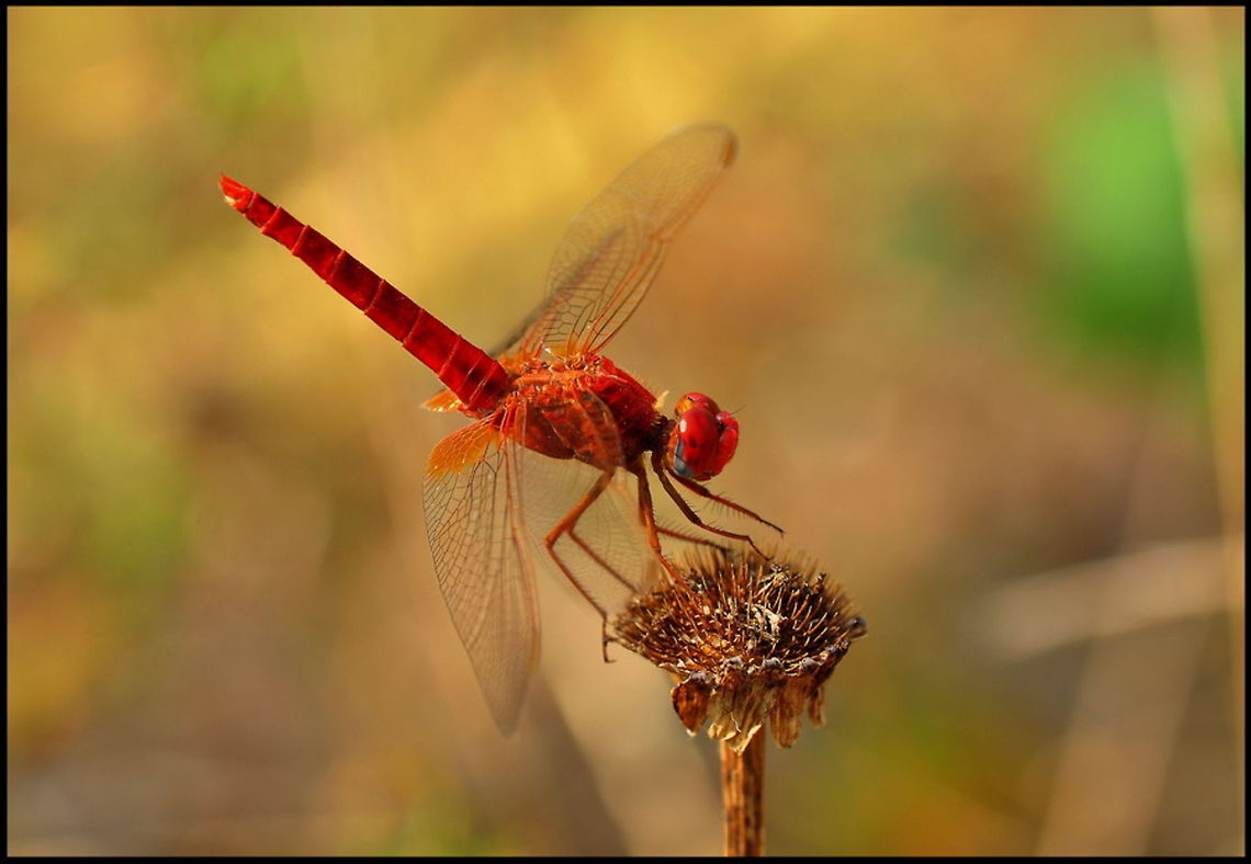 Dragonfly Red Dragonfly sitting on a dry flower Crocothemis erythraea,Dragonfly,Insects,Macro,Odonata,Red-veined darter,Scarlet Darter,Sympetrum fonscolombii