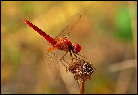 Dragonfly Red Dragonfly sitting on a dry flower Crocothemis erythraea,Dragonfly,Insects,Macro,Odonata,Red-veined darter,Scarlet Darter,Sympetrum fonscolombii