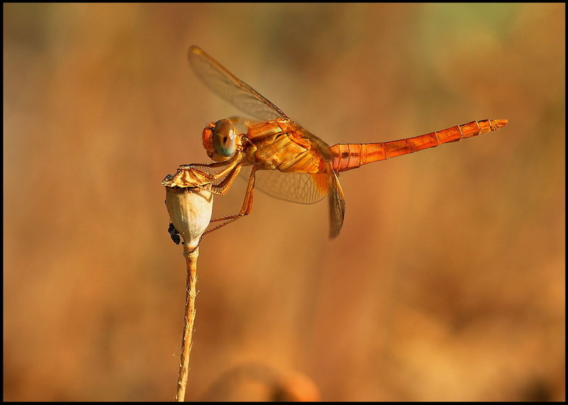 Dragonfly Dragonfly sitting on a dried poppy pod. Crocothemis erythraea,Dragonfly,Insects,Macro,Odonata,Scarlet Darter