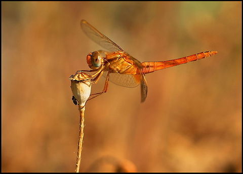 Dragonfly Dragonfly sitting on a dried poppy pod. Crocothemis erythraea,Dragonfly,Insects,Macro,Odonata,Scarlet Darter