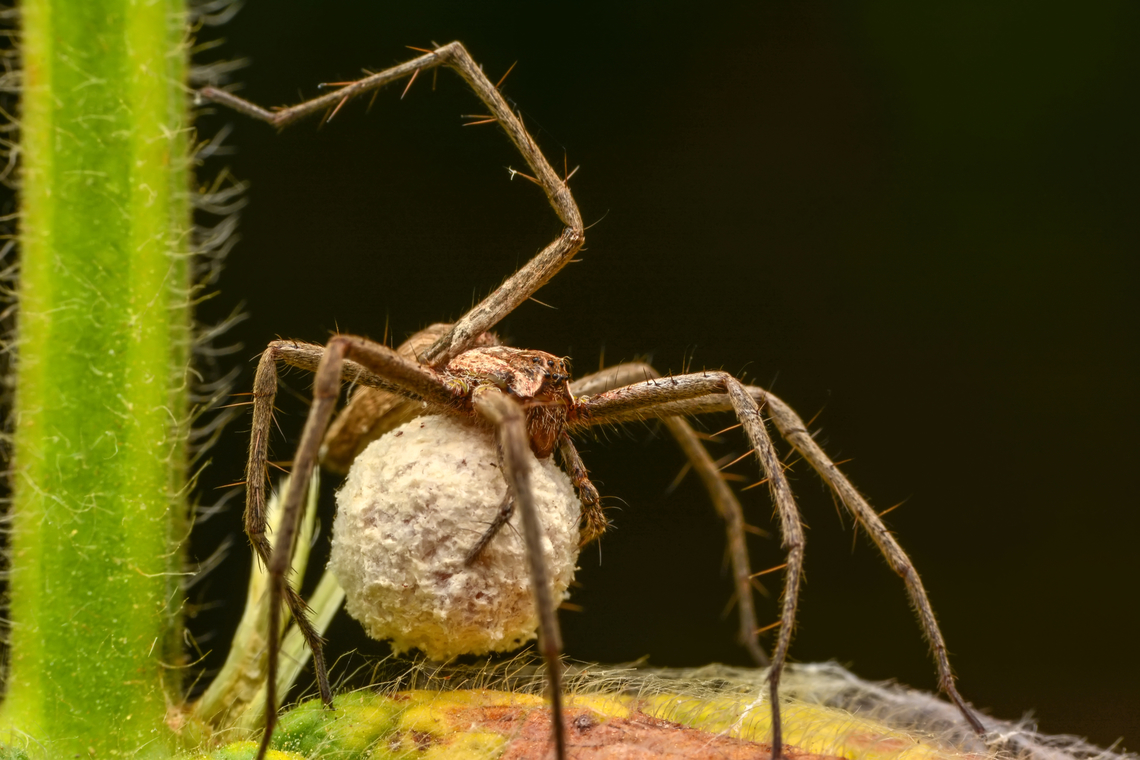IMG_5437  European Nursery Web Spider,Pisaura mirabilis