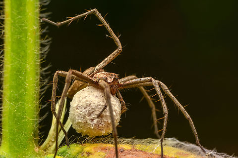 IMG_5437  European Nursery Web Spider,Pisaura mirabilis