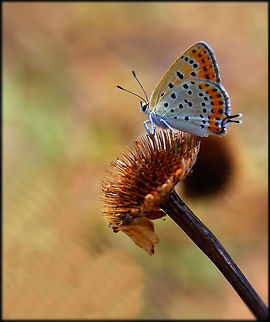 KELEBEK  Butterfly,Insects,Lycaena thersamon,Rhopalocera