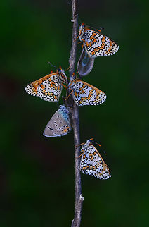 Melitaea cinxia  Glanville Fritillary,Melitaea cinxia