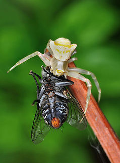 Hunt & Hunter (Crab spider eating a fly)  Thomisus onustus