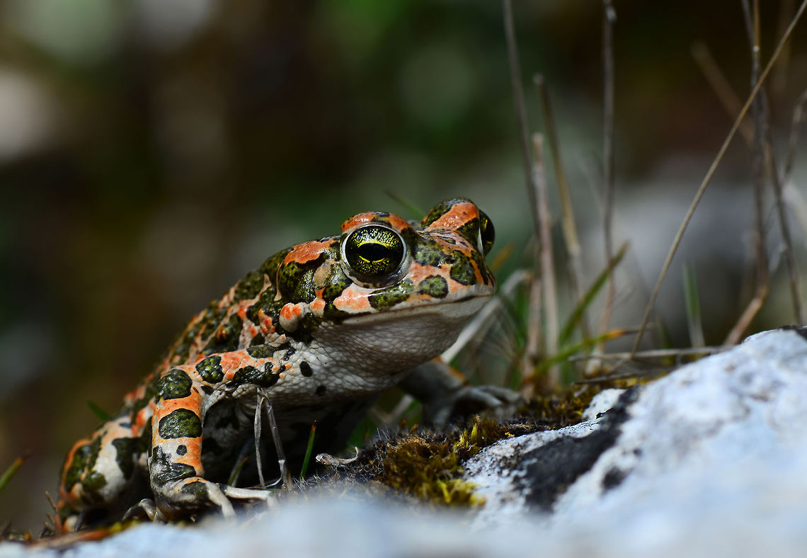 Pseudepidalea viridis  Bufo viridis,European green toad,Pseudepidalea viridis