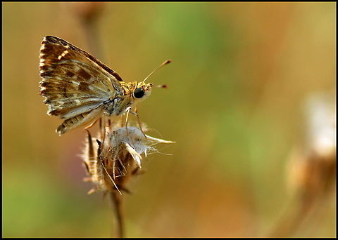 Oriental Marbled Skipper (Carcharodus orientalis)  Butterfly,Carcharodus orientalis,Insects,Oriental Marbled Skipper