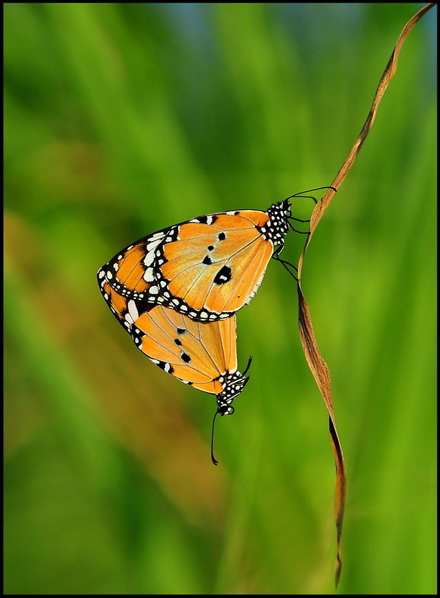 Two orange Butterflies  Butterfly,Danaus chrysippus,Insects,Rhopalocera