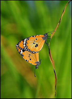Two orange Butterflies  Butterfly,Danaus chrysippus,Insects,Rhopalocera