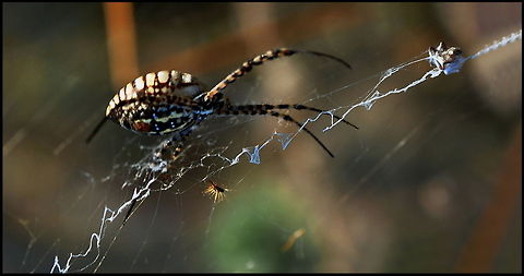 Large Spider in web  Araneae,Spider
