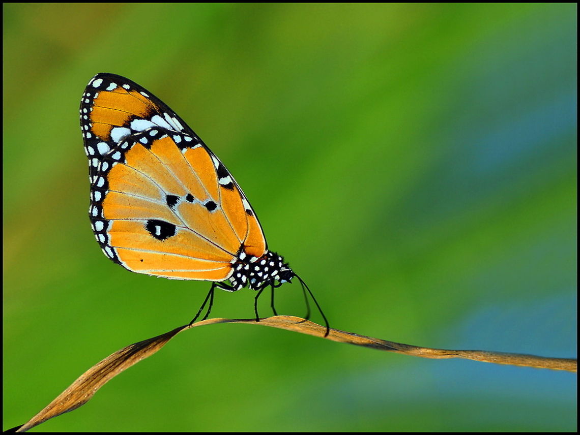 SULTAN Highly detailed capture of a orange butterfly on a leaf. Butterfly,Danaus chrysippus,Insects,Rhopalocera