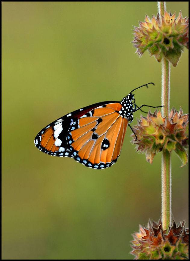 Danaus (Anosia) Sideview of a Danaus. Butterfly,Danaus (Anosia),Danaus chrysippus,Insects,Rhopalocera