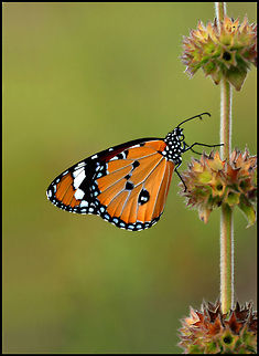 Danaus (Anosia) Sideview of a Danaus. Butterfly,Danaus (Anosia),Danaus chrysippus,Insects,Rhopalocera