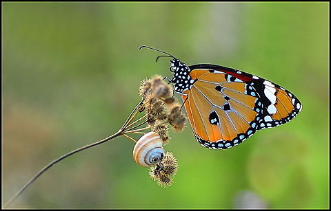 Butterfly and snail  Butterfly,Danaus (Anosia),Danaus chrysippus,Gastropoda,Rhopalocera,insects,macro