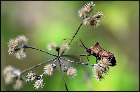 Coreidae  Coreidae,Coreoidea,Insects,Leatherbug,Pentatomorpha