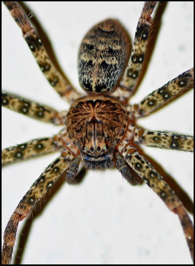 SPIDER  Araneae,Spider