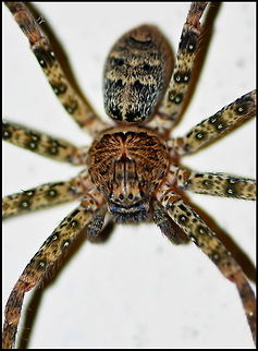 SPIDER  Araneae,Spider