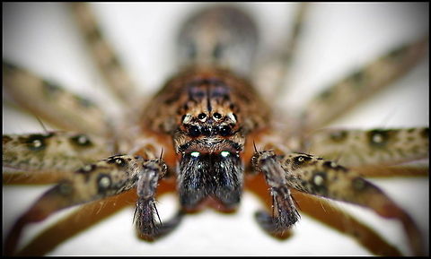 A spider's view Front view closeup of a Wolf Spider. Araneae,Genus Pardosa,Spider,Wolf Spider