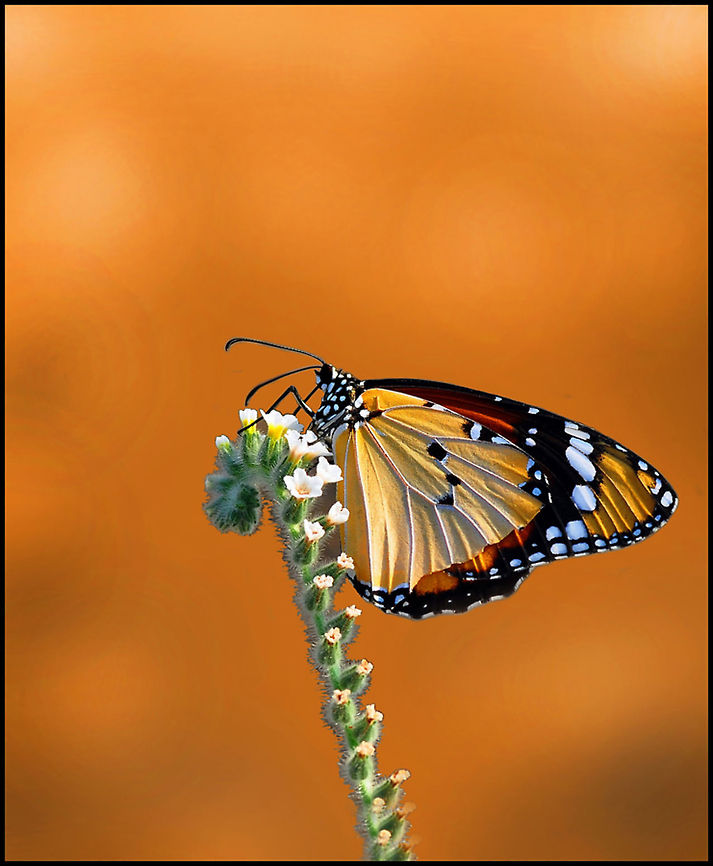 Danaus  Butterfly,Danaus chrysippus,Insects,Macro