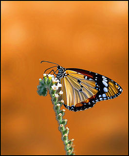 Danaus  Butterfly,Danaus chrysippus,Insects,Macro