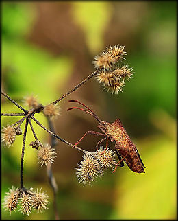 Coreidae Sideview of a Leatherbug (Coreidae) on a plant. Coreidae,Coreoidea,Insects,Leatherbug,Pentatomorpha