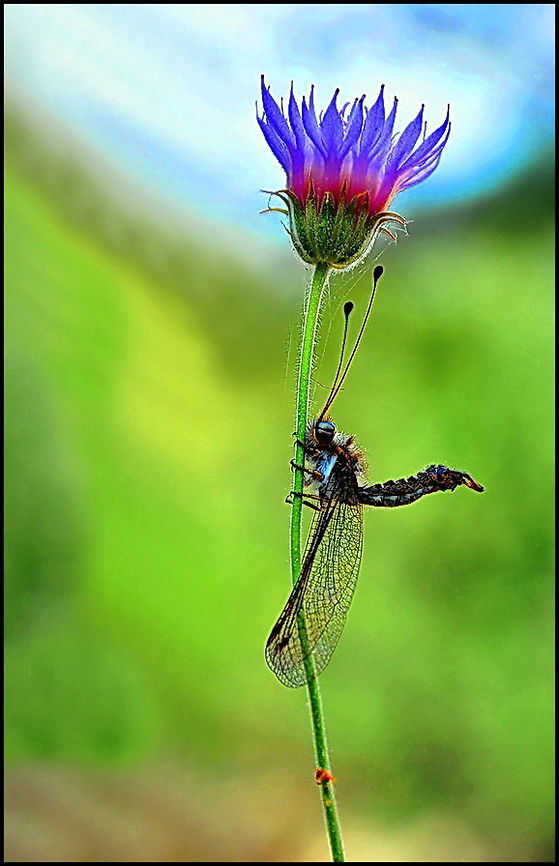 Antlion Antlion holding on to a flower Insects