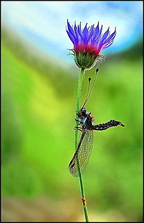 Antlion Antlion holding on to a flower Insects