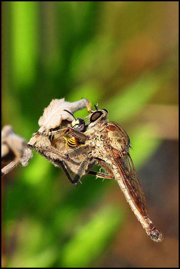 Robber fly has caught a wasp  Asilidae,Closeup,Fly,Insects,robber Fly