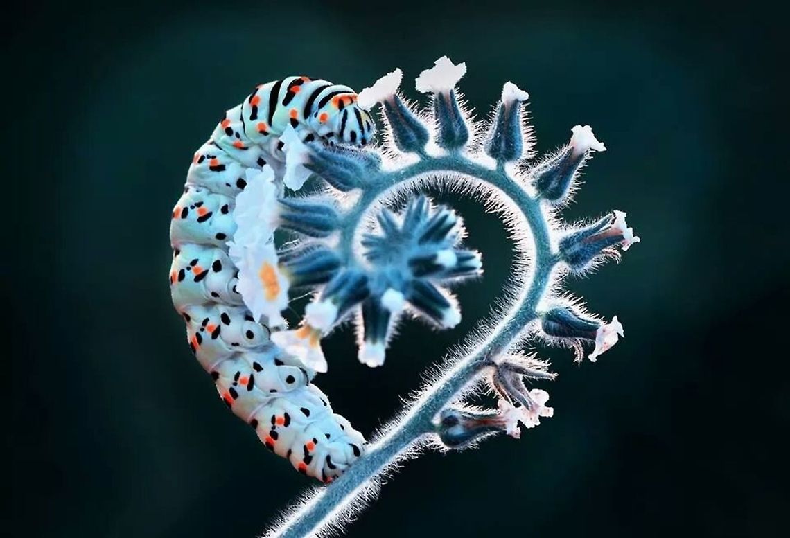 Heart  Caterpillar,Old World swallowtail,Papilio machaon