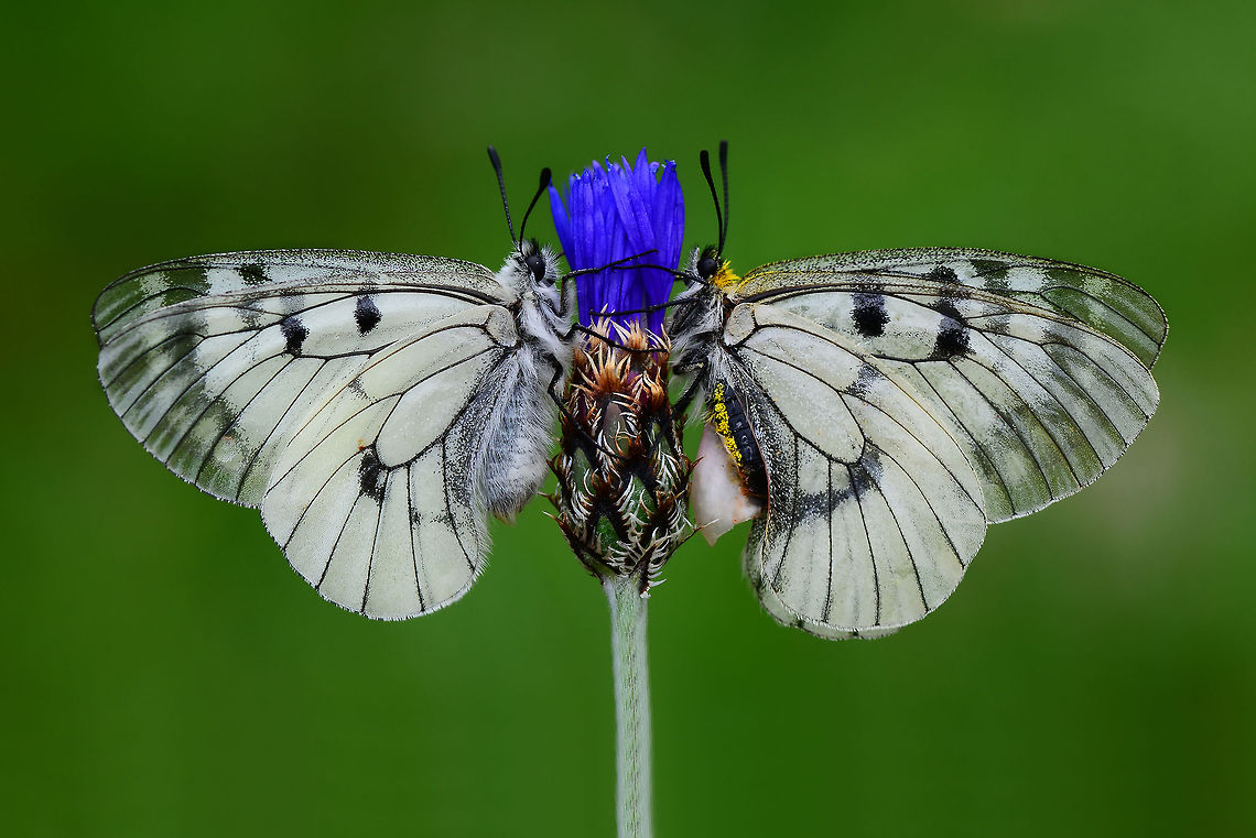 Clouded Apollo  Clouded Apollo,Parnassius mnemosyne