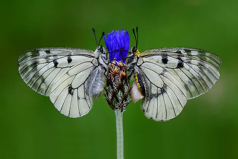 Clouded Apollo  Clouded Apollo,Parnassius mnemosyne