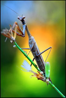 Mantis religiosa   Closeup,European Mantis,Insects,Mantis religiosa,Praying Mantis,mantodea