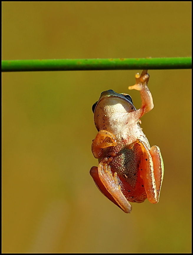 Frog hangs on to leaf  Anura,European tree frog,Hyla arborea,frog