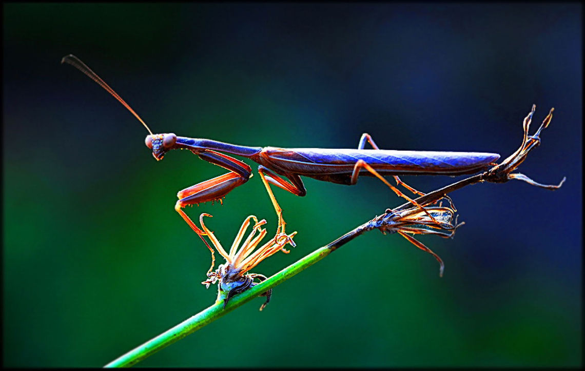 Mantis Side view of a colorful mantis on a twig. European Mantis,Insects,Macro,Mantis,Mantis religiosa,Mantodea