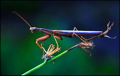 Mantis Side view of a colorful mantis on a twig. European Mantis,Insects,Macro,Mantis,Mantis religiosa,Mantodea