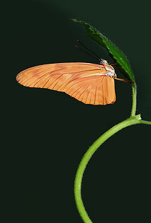 Dryas Julia  Dryas iulia,Julia Heliconian Butterfly
