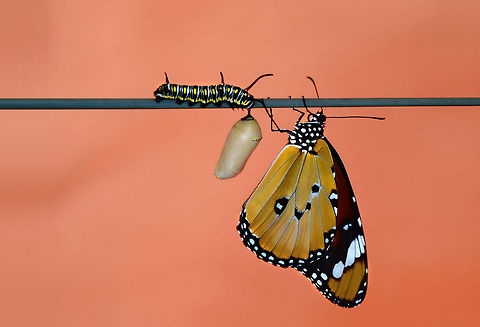 Danaus chrysippus (Metamorphosis)  African Monarch,Danaus chrysippus