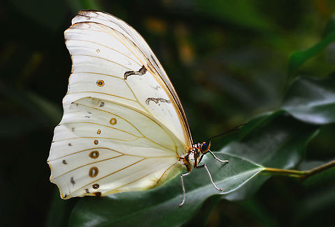 White Morpho (Morpho polyphemus)  Morpho polyphemus,White Morpho