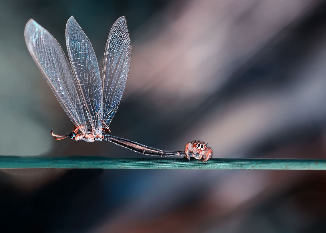spider eating an antlion