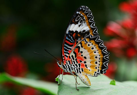 Leopard Lacewing
