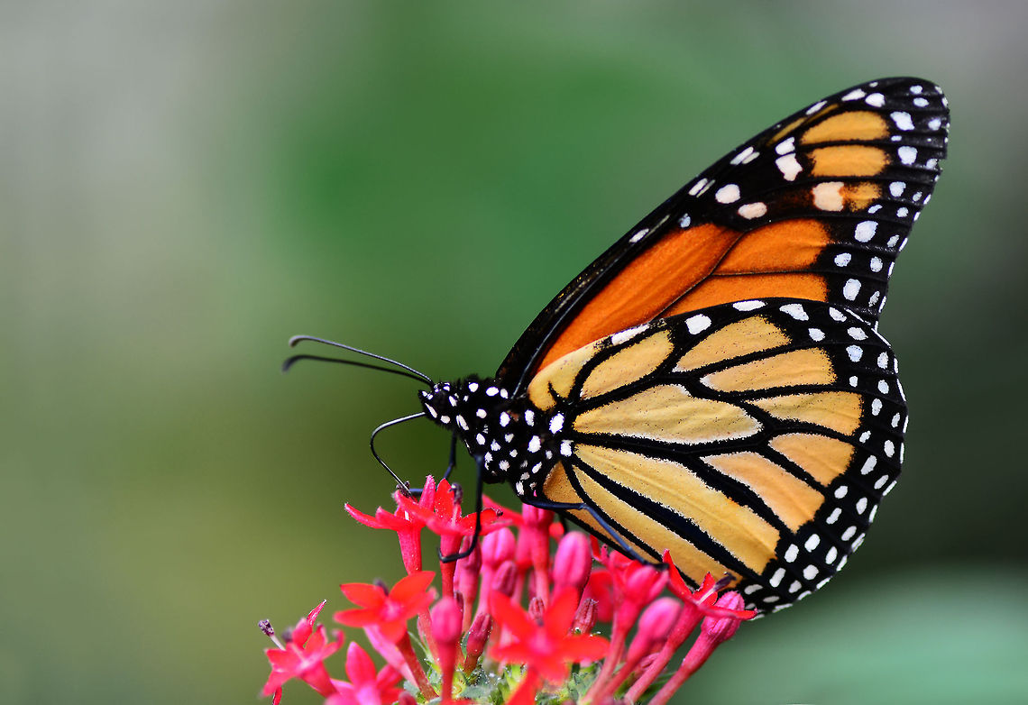 monarch_butterfly_(Danaus_plexippus)  Danaus plexippus,Monarch